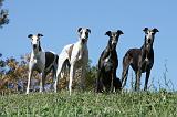 GREYHOUND 052